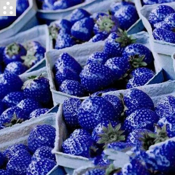 100PCS Natural Organic Blue Strawberry Seeds Nutritious Delicious Plant