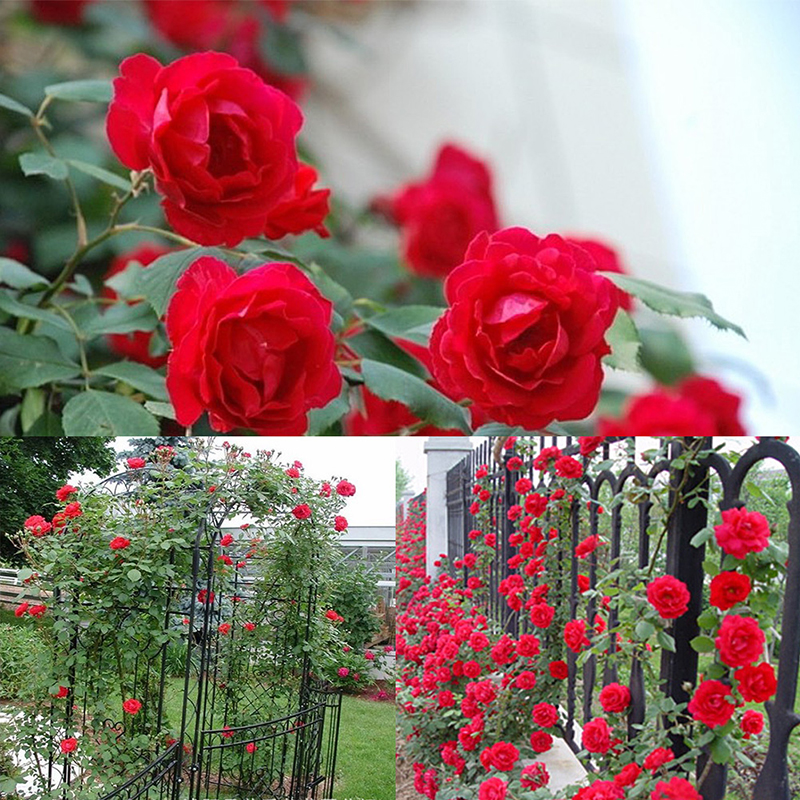 100pcs Climbing Rose Seeds Climber Perennial Flower Home Party Garden