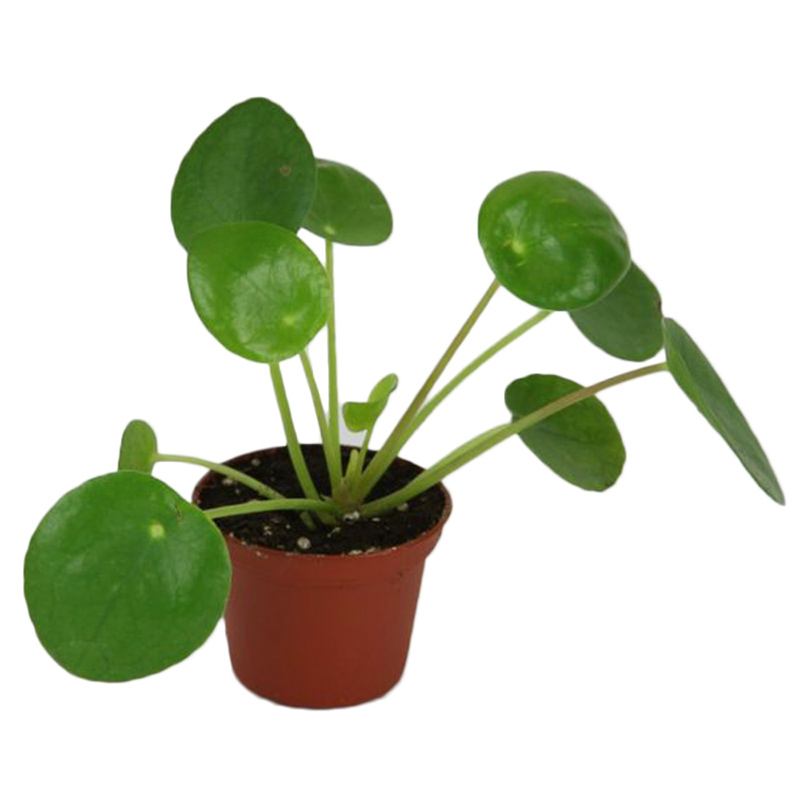 50Pcs Pilea Peperomioides Chinese Money Plant Seeds Pancake Shape